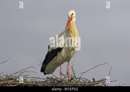 Cigogne blanche Ciconia ciconia seul oiseau sur son nid près de Castro Verde Portugal Alentejo Banque D'Images