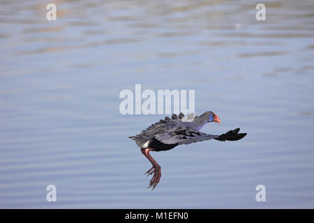 Purple swamp-hen Porphyrio porphyrio survolant Quinta do Lago golf étang Algarve Portugal Banque D'Images