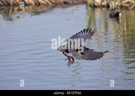 Purple swamp-hen Porphyrio porphyrio survolant Quinta do Lago golf étang Algarve Portugal Banque D'Images