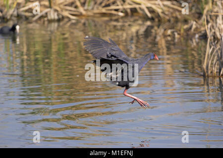 Purple swamp-hen Porphyrio porphyrio survolant Quinta do Lago golf étang Algarve Portugal Banque D'Images