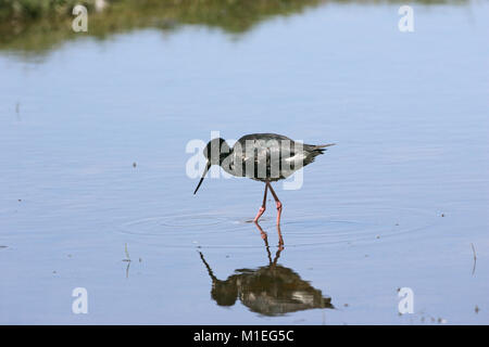 Echasses Himantopus novaezelandiae noire du bassin du Mackenzie ile sud Nouvelle Zelande Banque D'Images