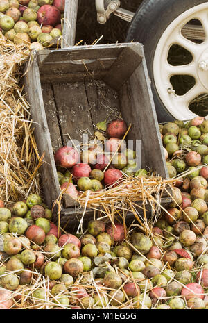 Récolte des pommes à cidre. Banque D'Images