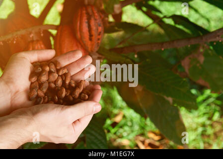 Les fèves de cacao sur farmer part paumes sur fond de plantation agriculture ensoleillée Banque D'Images