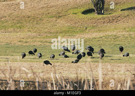 Purple swamp-hen Porphyrio porphyrio sur l'alimentation des groupes fairway de golf avec foulque macroule Fulica atra et la Gallinule poule-d'eau Gallinula chloropus Banque D'Images