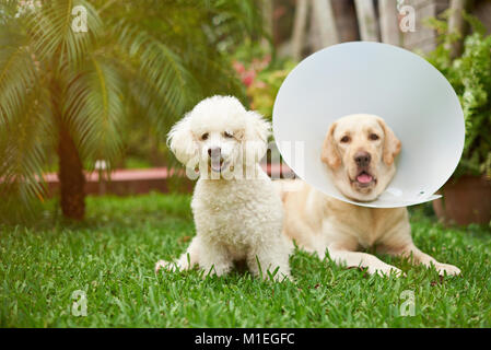 Chien caniche blanc en bonne santé avec le labrador ami jeter sur l'herbe Banque D'Images