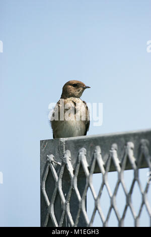 Northern rough-winged swallow Stelgidopteryx serripennis perché sur grillage Banque D'Images