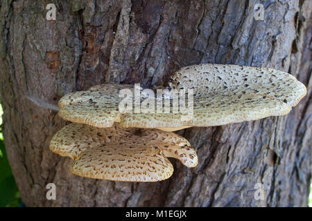 Schuppiger Porling Schuppiger Stielporling, Schwarzfußporling Polyporus squamosus,,, un absterbender Baumpilz alter, Raum, la dryade, selle Pheasan Banque D'Images