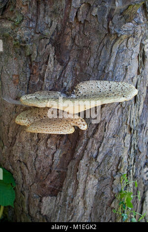 Schuppiger Porling Schuppiger Stielporling, Schwarzfußporling Polyporus squamosus,,, un absterbender Baumpilz alter, Raum, la dryade, selle Pheasan Banque D'Images