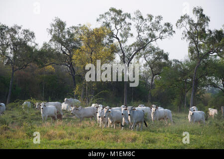 Troupeau de bovins de Brahman sur un pâturage au Paraguay Banque D'Images