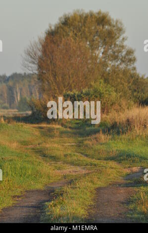 Une route de campagne à travers les prés humides. Matin ensoleillé dans le marais. Le lever du soleil. Banque D'Images