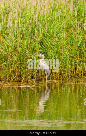 Héron cendré (Ardea cinerea) Jambon nature reaserve mur Ashcott UK Banque D'Images