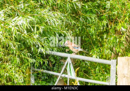 Les jeunes Jay (Garrulus glandarius) purched sur porte de fer mur jambon nature reserve Ashcott UK Banque D'Images