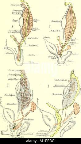 Un texte-livre d'embryologie pour les étudiants de médecine (ressource électronique) (1907) (20164950350) Banque D'Images