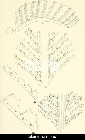 Allan Hancock expéditions du Pacifique. (Rapports) (1938) (17327536734) Banque D'Images