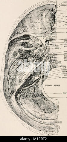 'Anatomy in a Nutshell' (1905) est un guide concis de l'anatomie humaine, explorant la relation entre l'anatomie et l'ostéopathie, en mettant l'accent sur la façon dont l'étude de la structure corporelle affecte le traitement médical et la thérapie. Banque D'Images