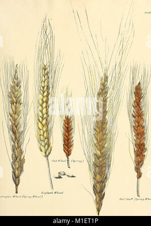 L'agriculture de New York - comprenant un compte de la classification, la composition et la distribution des sols et des roches avec une vue condensée du climat et l'agriculture (17947555181) Banque D'Images