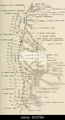 Anatomie en un mot - un traité sur l'anatomie humaine dans son rapport à l'Ostéopathie (1905) (17572059464) Banque D'Images
