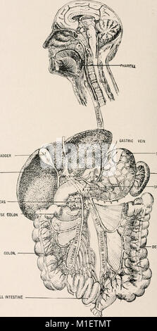 Anatomie en un mot - un traité sur l'anatomie humaine dans son rapport à l'Ostéopathie (1905) (18168019286) Banque D'Images