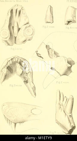 Les invertébrés de l'Afrique - un journal de recherche sur la diversité biologique (1906-1908) (17753522909) Banque D'Images