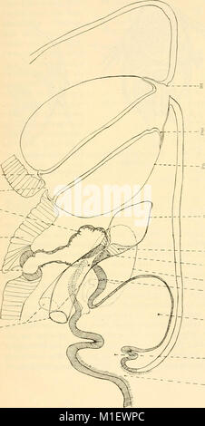 Acta Soc. pro Fauna et Flora Fennica (1921) (16152127573) Banque D'Images