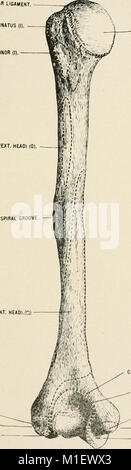 Anatomie en un mot - un traité sur l'anatomie humaine dans son rapport à l'Ostéopathie (1905) (18167717646) Banque D'Images