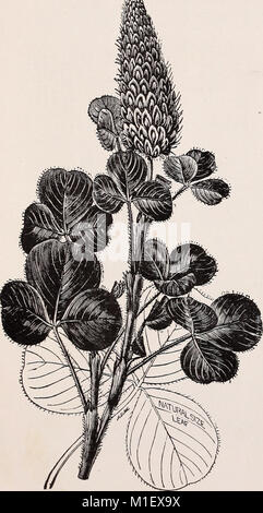 Alfred J. Brown Seed Co. - producteurs, négociants et importateurs de jardin, ferme et des graines de fleurs (1900) (20369585209) Banque D'Images