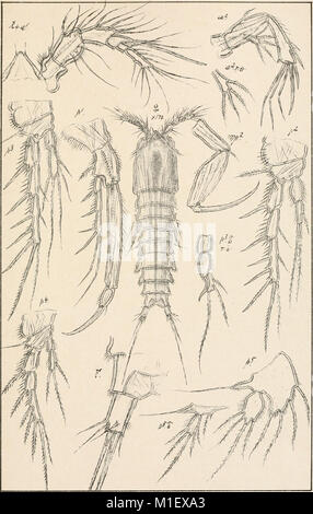 Un compte de la les crustacés, de la Norvège, avec de courtes descriptions et figures de toutes les espèces (1903) (16147990314) Banque D'Images
