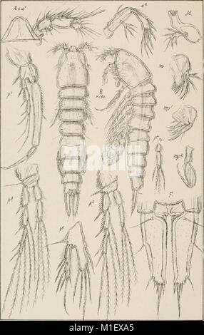 Un compte de la les crustacés, de la Norvège, avec de courtes descriptions et figures de toutes les espèces (1903) (16147994574) Banque D'Images