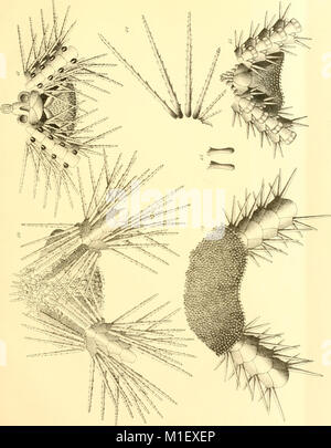 Un compte de la Deep-Sea Ophiuroidea recueillies par l'enquête maritime indien Royal (1899) (16770238905) Banque D'Images