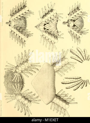 Un compte de la Deep-Sea Ophiuroidea recueillies par l'enquête maritime indien Royal (1899) (16150308623) Banque D'Images