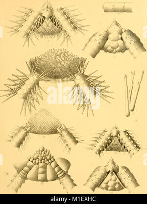 Cet ouvrage de 1899 fournit un compte rendu détaillé des Ophiuroidea, ou étoiles fragiles, recueillies par le Royal Indian Marine Survey. La publication se concentre sur l'identification des espèces, les observations écologiques et la vie marine présentes dans les écosystèmes des grands fonds marins de l'océan Indien. Banque D'Images