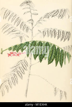 Cet ouvrage de 1838 se concentre sur l'horticulture et la botanique des pays-Bas, détaillant la flore de ses jardins et les plantes cultivées dans les Indes orientales néerlandaises. Il fournit des descriptions historiques et botaniques des plantes les plus importantes de ces régions. Banque D'Images