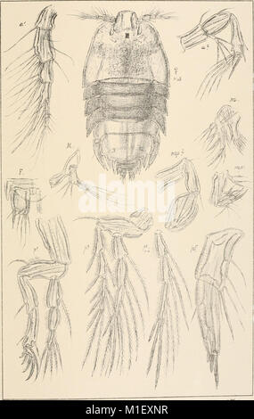 Cet ouvrage de 1903 fournit un compte rendu complet des espèces de crustacés norvégiens, avec des descriptions détaillées et des illustrations. Il se concentre sur leur biologie, leur classification et leur rôle écologique dans les eaux norvégiennes. Banque D'Images