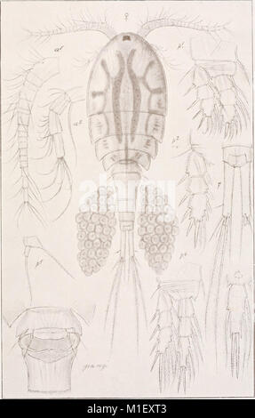 Un compte de la les crustacés, de la Norvège, avec de courtes descriptions et figures de toutes les espèces (1913) (16744231386) Banque D'Images