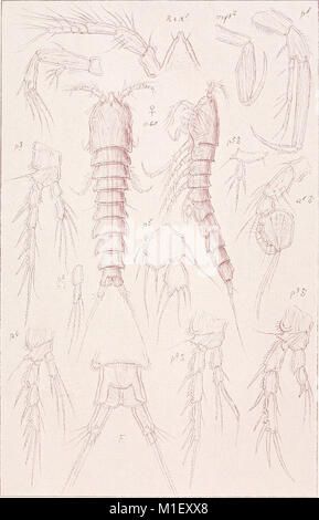 Un compte de la les crustacés, de la Norvège, avec de courtes descriptions et figures de toutes les espèces (1919) (16562851627) Banque D'Images