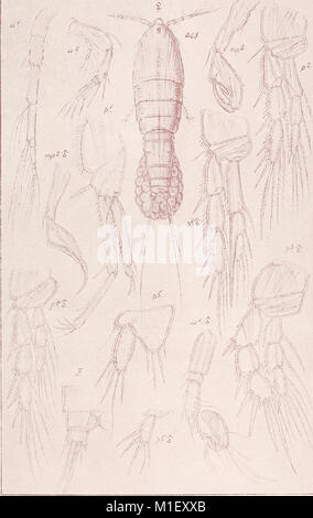 Cet ouvrage de 1919 fournit un compte rendu des crustacés trouvés en Norvège, avec des descriptions et des illustrations de chaque espèce. L'étude se concentre sur leur taxonomie, leur répartition et leur rôle écologique, contribuant à la compréhension de la vie marine dans les eaux norvégiennes. Banque D'Images
