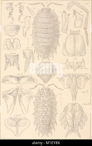 Un compte de la les crustacés, de la Norvège, avec de courtes descriptions et figures de toutes les espèces (1899) (16147670754) Banque D'Images