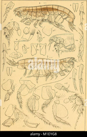 Un compte de la les crustacés, de la Norvège, avec de courtes descriptions et figures de toutes les espèces (1895) (16147631854) Banque D'Images