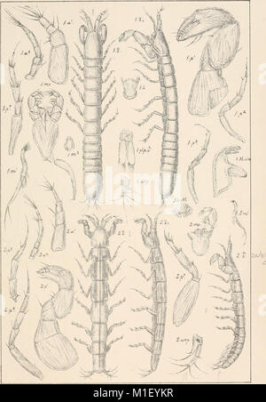 Un compte de la les crustacés, de la Norvège, avec de courtes descriptions et figures de toutes les espèces (1899) (16744033406) Banque D'Images