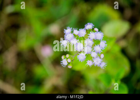 Billy Goat Weed ou Ageratum conyzoides en blanc avec un fond vert, selective focus. Banque D'Images