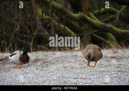 Canard colvert sur le Loch Lomond Banque D'Images