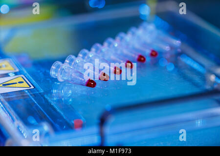 Des échantillons d'ADN amplifié chargement de gel d'agarose avec pipette multicanaux Banque D'Images