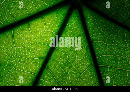 Résumé semi plein cadre feuilles rétroéclairé close up contexte Banque D'Images