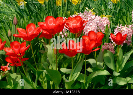 Tulipes rouges vibrantes de pétales wide open Banque D'Images