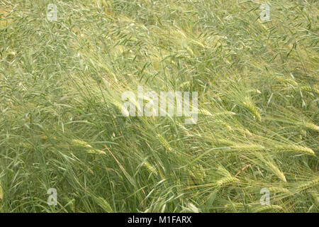 Green texture background Banque D'Images