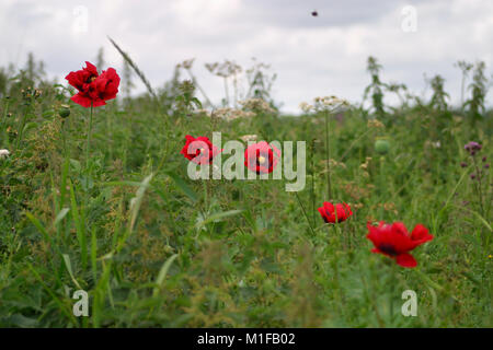 Coquelicots rouge vif parmi les mauvaises herbes de la haie Banque D'Images