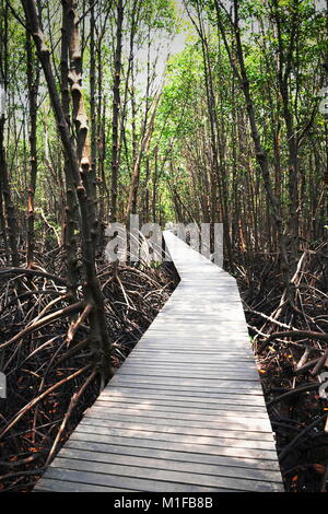 Passerelle pont de bois forêt de mangrove en Thaïlande Banque D'Images