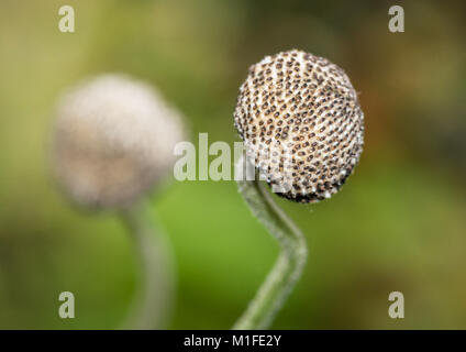 Un plan macro sur une capsule de graines anemone japonais. Banque D'Images