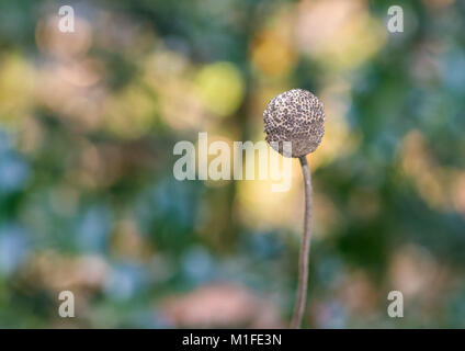 Un plan macro sur une tête de graines anemone japonais. Banque D'Images