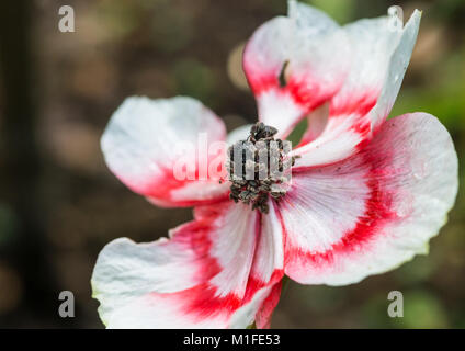 Un plan macro sur une anémone rouge et blanc de caan bloom. Banque D'Images